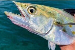 Sierra Fish