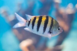 curacao fish