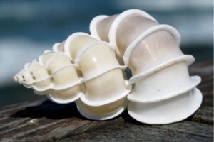 conch shell spiral