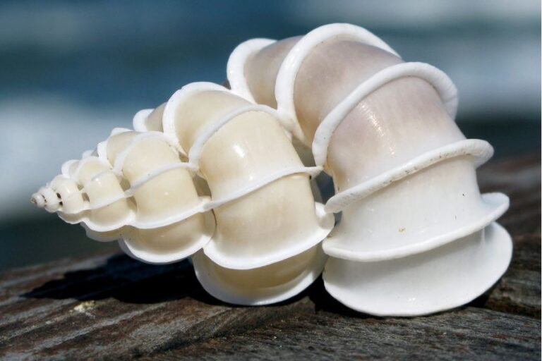 conch shell spiral